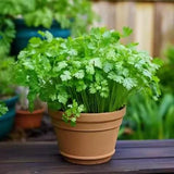 Organic Coriander seeds for Gardening (Pack of 20)